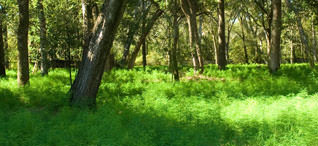 Eco-Friendly Certified Wood Products